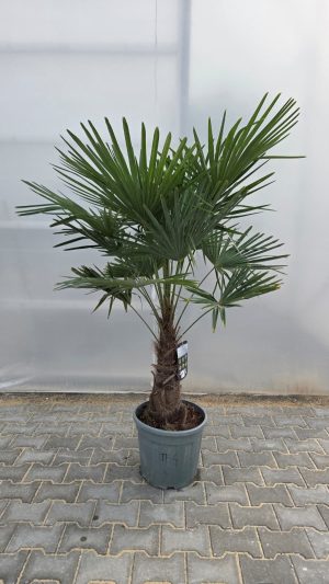 Trachycarpus fortunei - Szorstkowiec Fortunego 150- 170 cm
