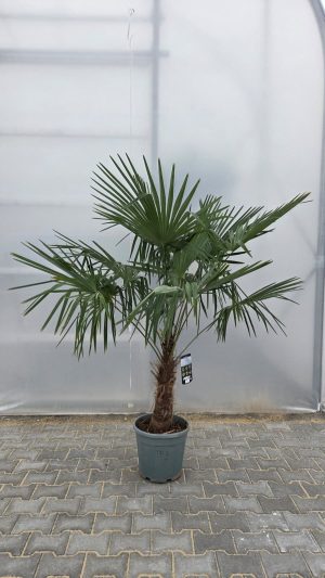 Trachycarpus fortunei - Szorstkowiec Fortunego 140-160 cm