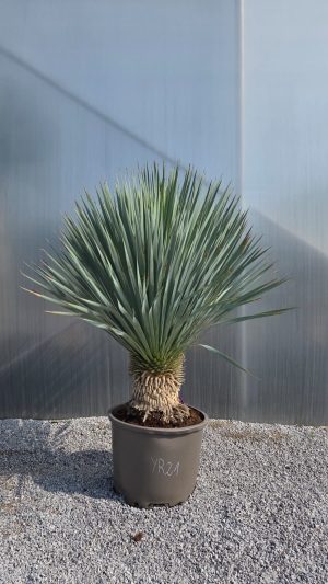 Yucca rostrata  120-140 cm
