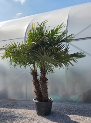 Trachycarpus fortunei – Szorstkowiec Fortunego – 2 pnie – ok. 300 cm