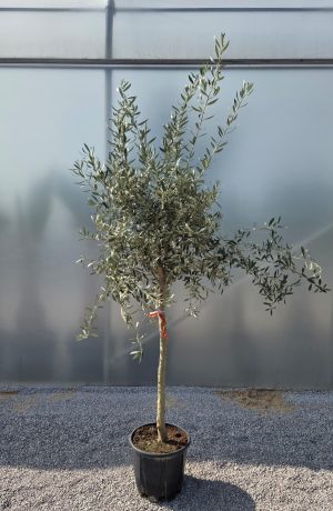 Olea europaea – Drzewko oliwne  -  wys. 200 cm
