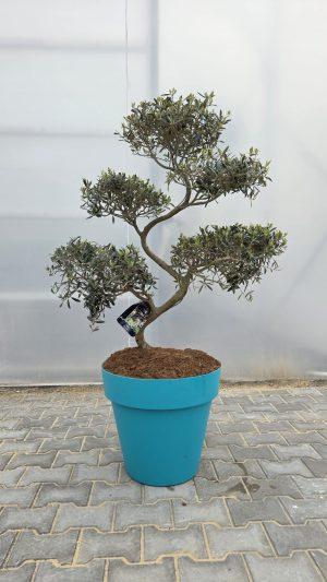 Olea europaea – drzewko oliwne bonsai | 145–155 cm