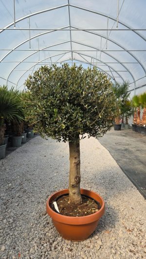 Olea europaea – Drzewko oliwne  -  wys. 160 cm.