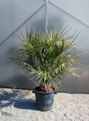 🌴 Butia capitata – palma mrozoodporna – wys. 160–180 cm
