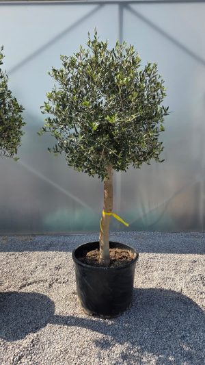 Olea europaea – Drzewko oliwne  -  wys.160- 180 cm