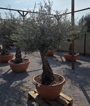 Drzewko oliwne – Olea Europaea | gruby pień, naturalna forma wys. 190 cm