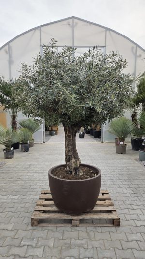 Drzewko oliwne – Olea Europaea | ok. 230-250 cm