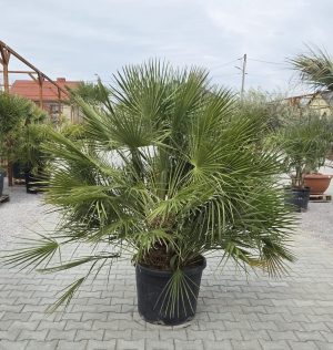 🌴 Chamaerops humilis – Karłatka Niska – wys. 180–200 cm