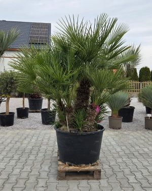 🌴 Chamaerops humilis – Karłatka – wys. 200-210 cm