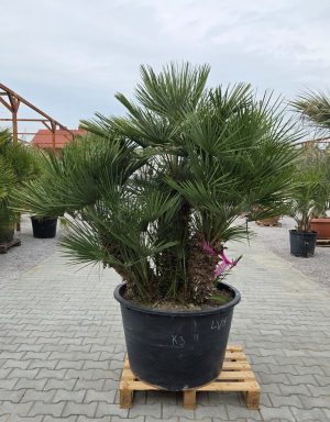 🌴 Chamaerops humilis – Karłatka – wys. 200 cm