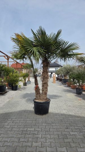 Trachycarpus fortunei – Szorstkowiec Fortunego – 2 pnie – ok. 280 -300cm