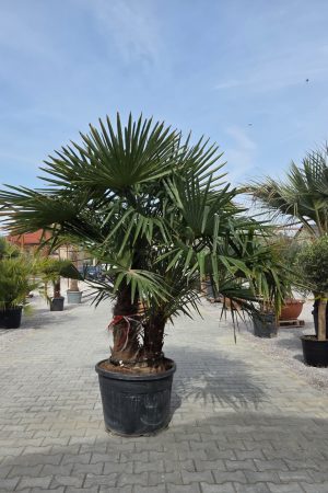 Trachycarpus fortunei – Szorstkowiec Fortunego – 3 pnie – ok. 220 -230cm