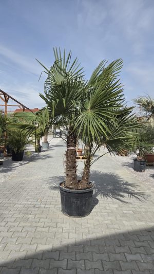 Trachycarpus fortunei – Szorstkowiec Fortunego – 2 pnie – ok. 250 -260cm