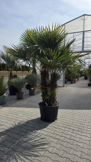 Trachycarpus fortunei – Szorstkowiec Fortunego – 3 pnie – ok. 270 -280cm