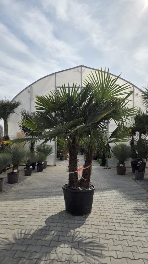 Trachycarpus fortunei – Szorstkowiec Fortunego – 2 pnie – ok. 270 -290 cm