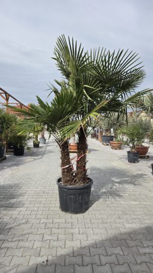 Trachycarpus fortunei – Szorstkowiec Fortunego – 2 pnie – ok. 270 -280cm