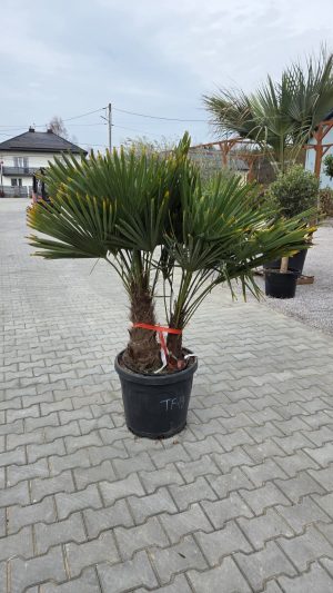 Trachycarpus fortunei – Szorstkowiec Fortunego – 2 pnie – ok. 160-170