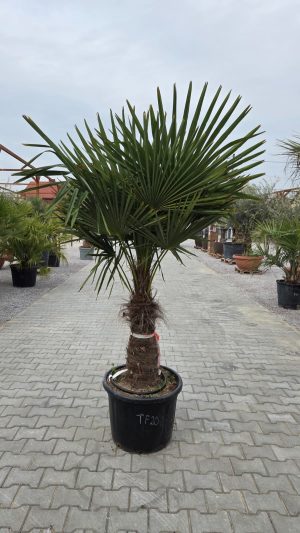 Trachycarpus fortunei - Szorstkowiec Fortunego 200-210 cm