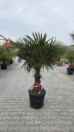 Trachycarpus fortunei - Szorstkowiec Fortunego 170-180 cm