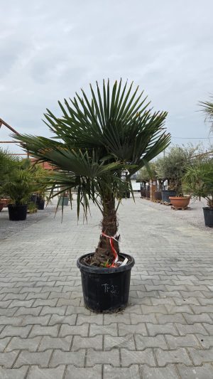 Trachycarpus fortunei - Szorstkowiec Fortunego 140-150 cm