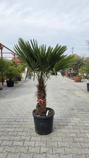 Trachycarpus fortunei - Szorstkowiec Fortunego 190 cm