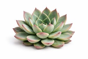 Sukulenty