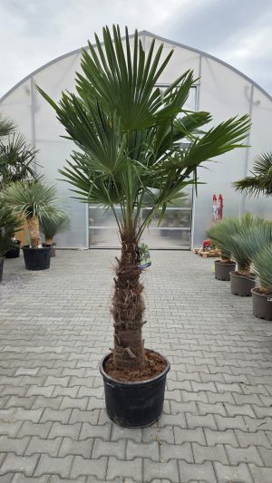 Trachycarpus fortunei - Szorstkowiec Fortunego - Pień- 90-100 cm. Wys. 220-240 cm.