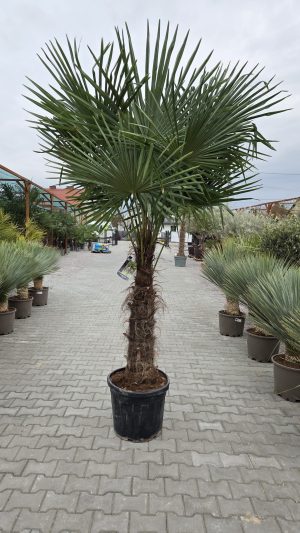 Trachycarpus fortunei - Szorstkowiec Fortunego - Pień- 80/90 cm wys. - 260-300 cm