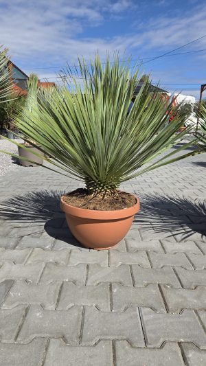 Yucca rostrata 100 cm