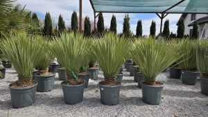 Yucca rostrata 100 cm