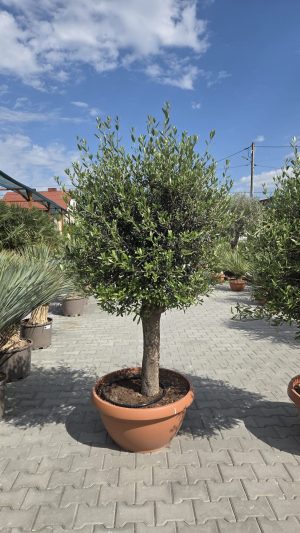 Olea europaea – Drzewko oliwne  -  wys. 190 cm.