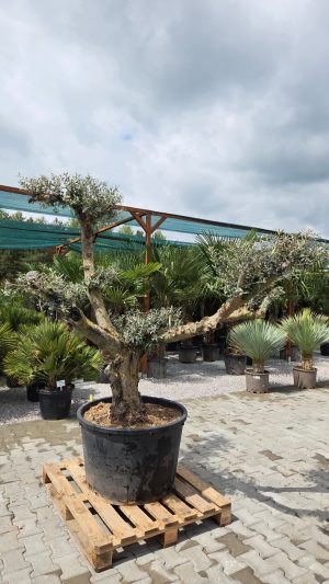 Olea europaea – drzewko oliwne bonsai | 230 cm.