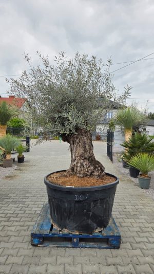 Drzewko oliwne – Olea Europaea | ok. 250-260 cm