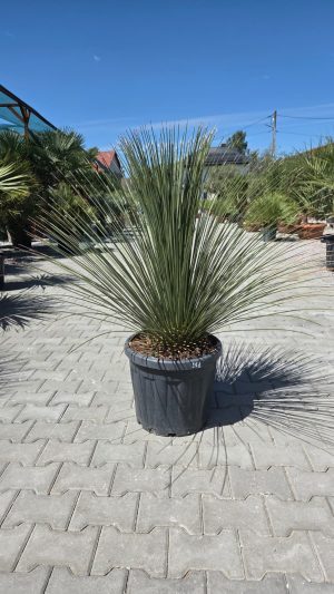 Dasylirion longissimum 120 cm
