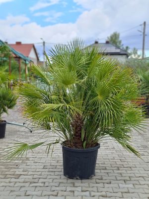 🌴 Chamaerops humilis – Karłatka Niska – wys. 170-190 cm