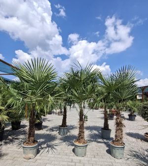Trachycarpus fortunei - Szorstkowiec Fortunego 220-250 cm