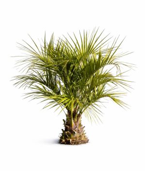 Butia Capitata
