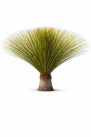 Dasylirion Longissimum