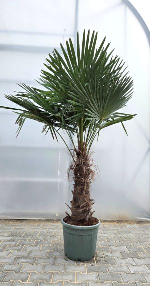 Trachycarpus fortunei - Szorstkowiec Fortunego 210-230 cm