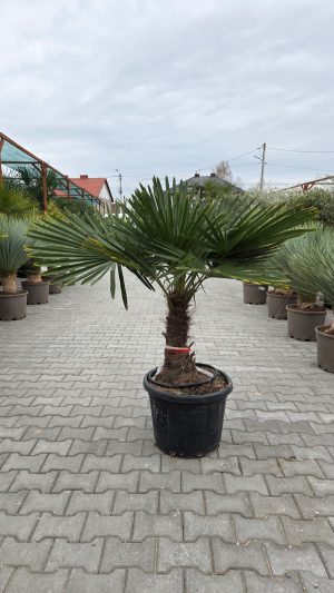 Trachycarpus fortunei - Szorstkowiec Fortunego wys. 140-150 cm. Pień - 40 cm.