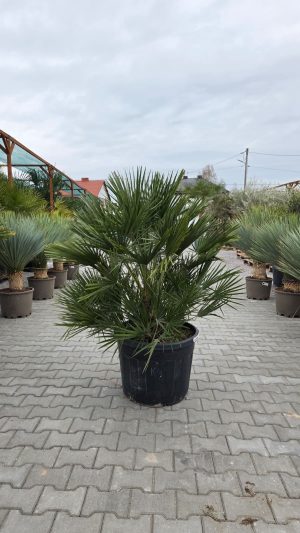 🌴 Chamaerops humilis – Karłatka Niska – wys. 160cm