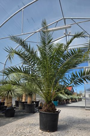 Phoenix canariensis – Daktylowiec kanaryjski  ok. 250 - 260cm