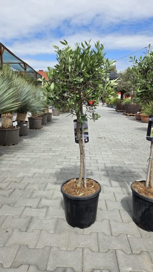 Olea europaea – Drzewko oliwne  -  wys. 120 cm