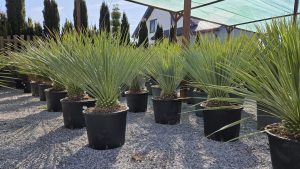 Yucca rostrata 80-90cm
