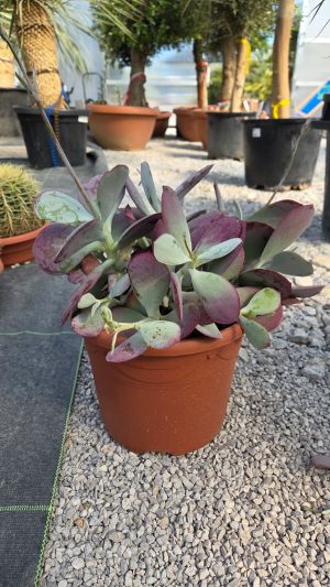Cotyledon Karoo