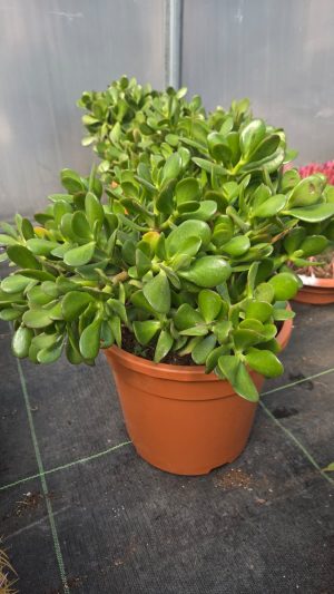 Crassula ovata (Grubosz jajowaty, Drzewko szczęścia)