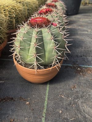 Melocactus