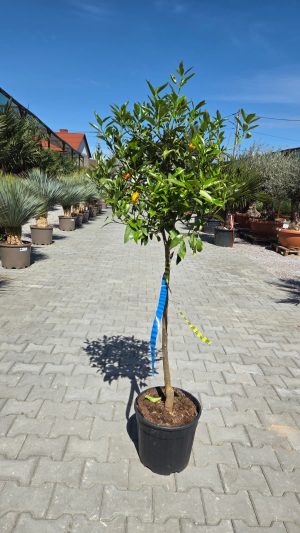 Kumkwat – Drzewko Kumkwatu – Citrus japonica | wys. ok. 130–150 cm