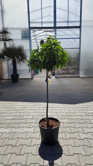 Mandarynka – Drzewko Mandarynkowe – Citrus reticulata | wys. ok. 140–150 cm