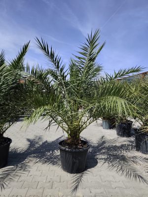 Phoenix canariensis – Daktylowiec kanaryjski  ok. 190-210cm
